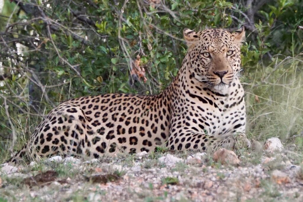 Lengau Lodge - Kruger National Park - Phalaborwa - South Africa - Safari - Hotel - comfortable bush experience - Big 5