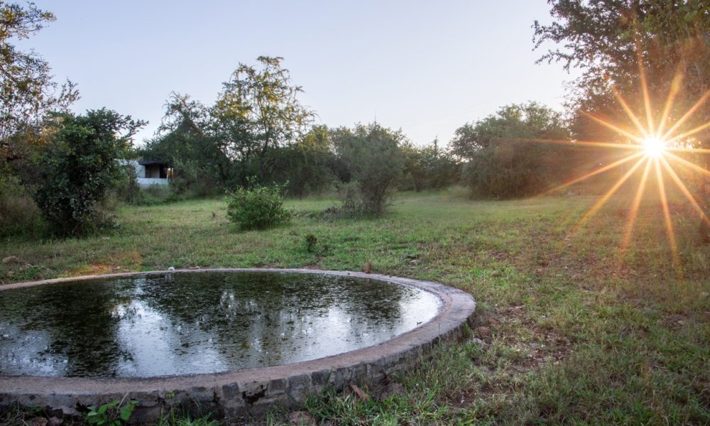 Impala, view from the waterhole