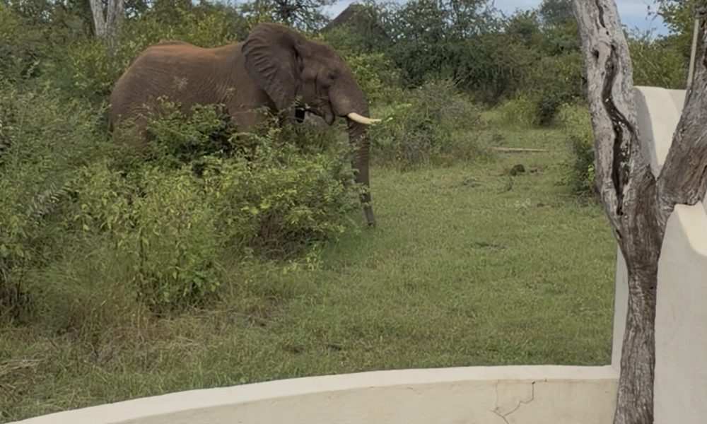 Lengau Lodge - Kruger National Park - Kudu luxury Rondavel room - double XL bed mosquito netting, dressing table, private terrace with view to waterhole